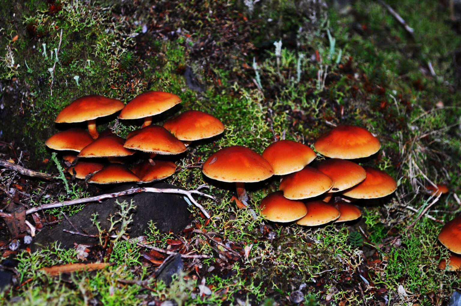 natureza-2