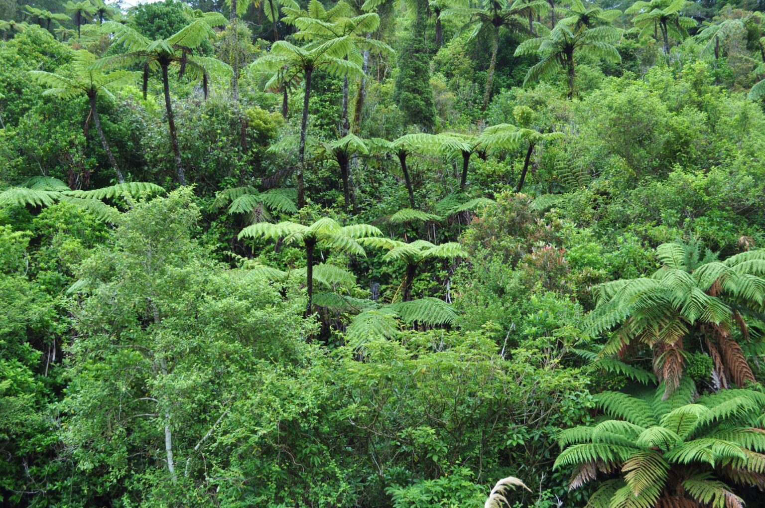 Pteris
